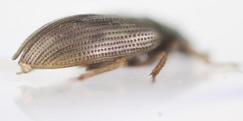 Réf. 264 061 : Helophorus sp.